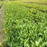 木春菊，西洋菊，法兰西菊，木春菊价格，成都木春菊批发