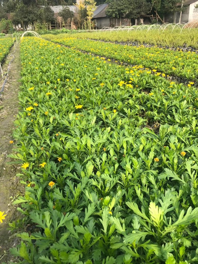 木春菊，西洋菊，法兰西菊，木春菊价格，成都木春菊批发