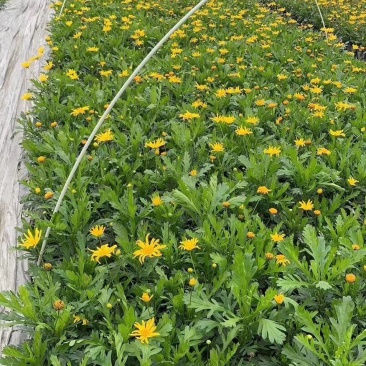 木春菊，西洋菊，法兰西菊，木春菊价格，成都木春菊批发