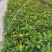 木春菊，西洋菊，法兰西菊，木春菊价格，成都木春菊批发