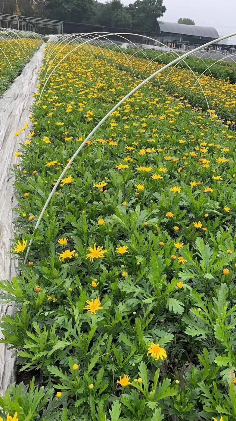 木春菊，西洋菊，法兰西菊，木春菊价格，成都木春菊批发