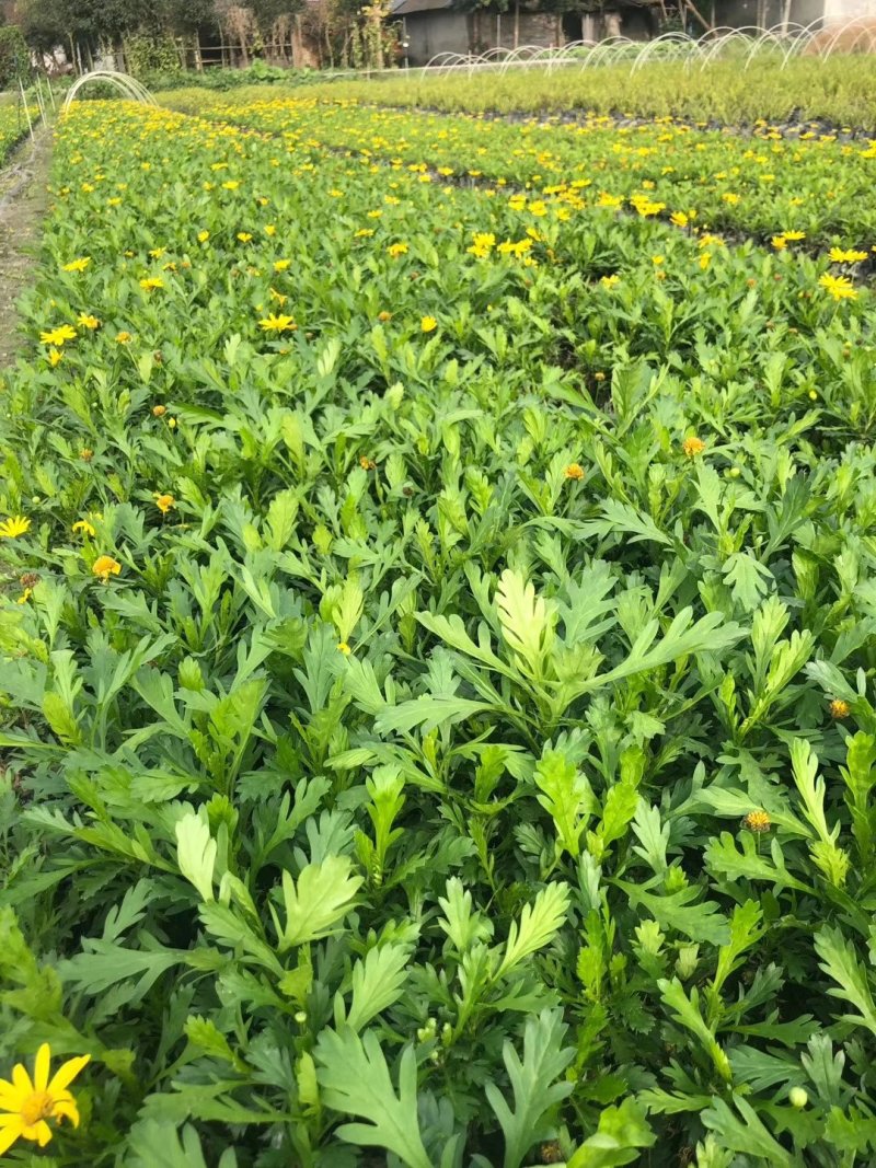 木春菊，西洋菊，法兰西菊，木春菊价格，成都木春菊批发
