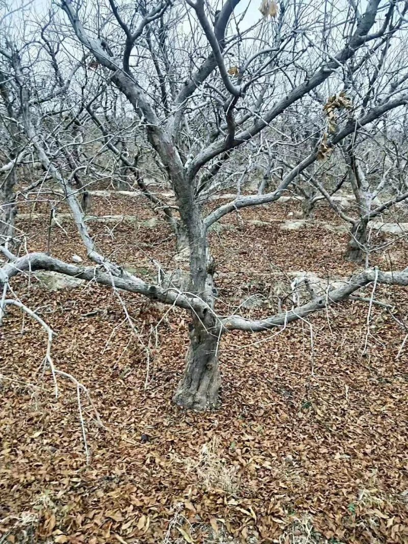 石榴树，山西10/12/15/18公分石榴树，果石榴树
