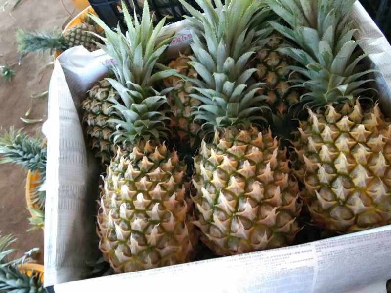 徐闻菠萝巴里品种青黄果菠萝水果——中国大陆菠萝之乡