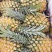 徐闻菠萝巴里品种青黄果菠萝水果——中国大陆菠萝之乡