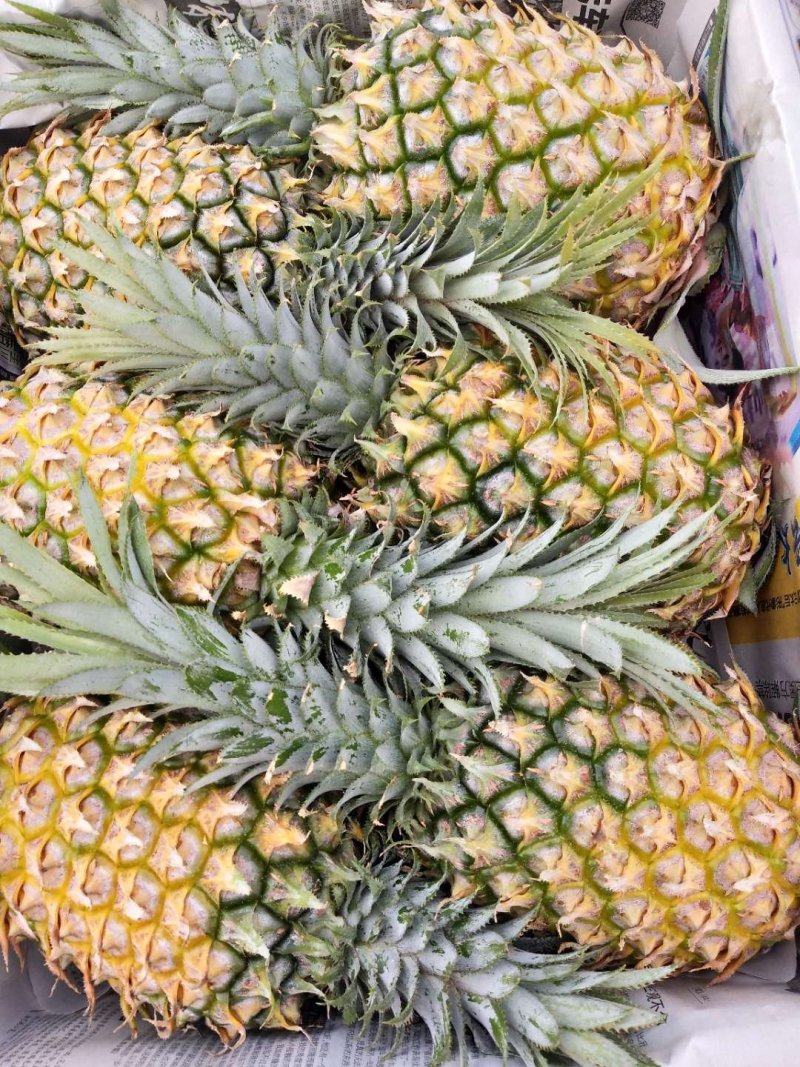 徐闻菠萝巴里品种青黄果菠萝水果——中国大陆菠萝之乡