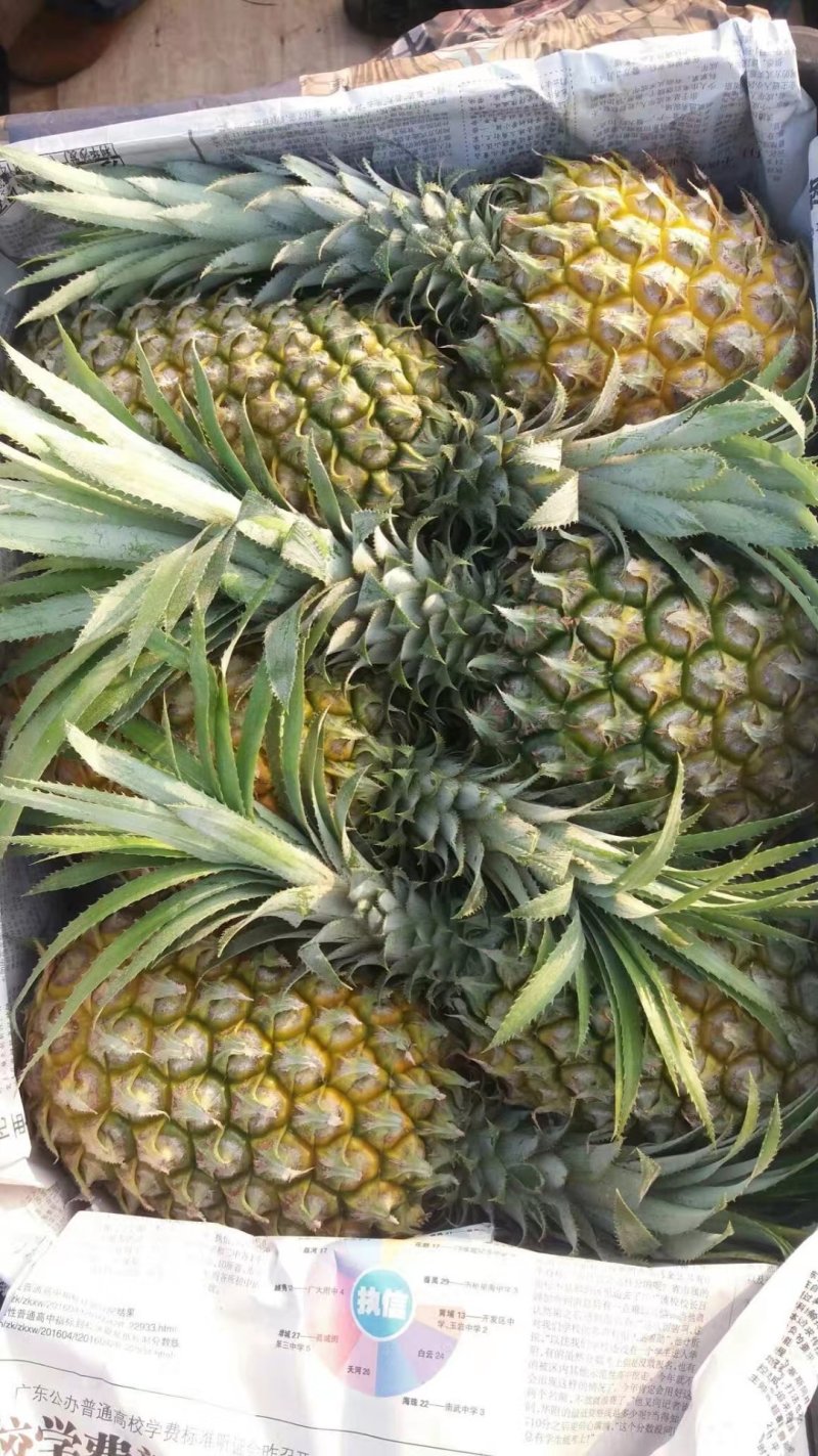 徐闻菠萝巴里品种青黄果菠萝水果——中国大陆菠萝之乡