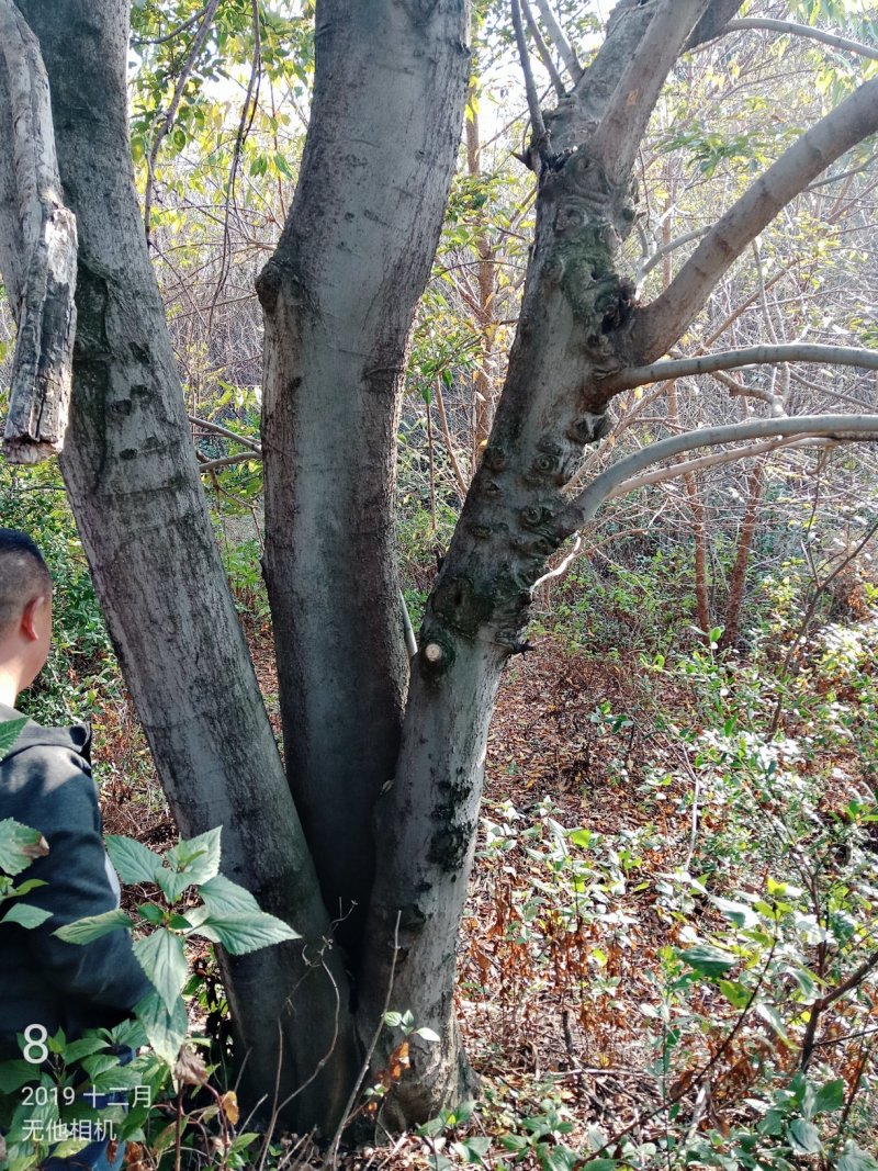 独杆丛生滇朴大小规格几百亩因征地全部低价处理