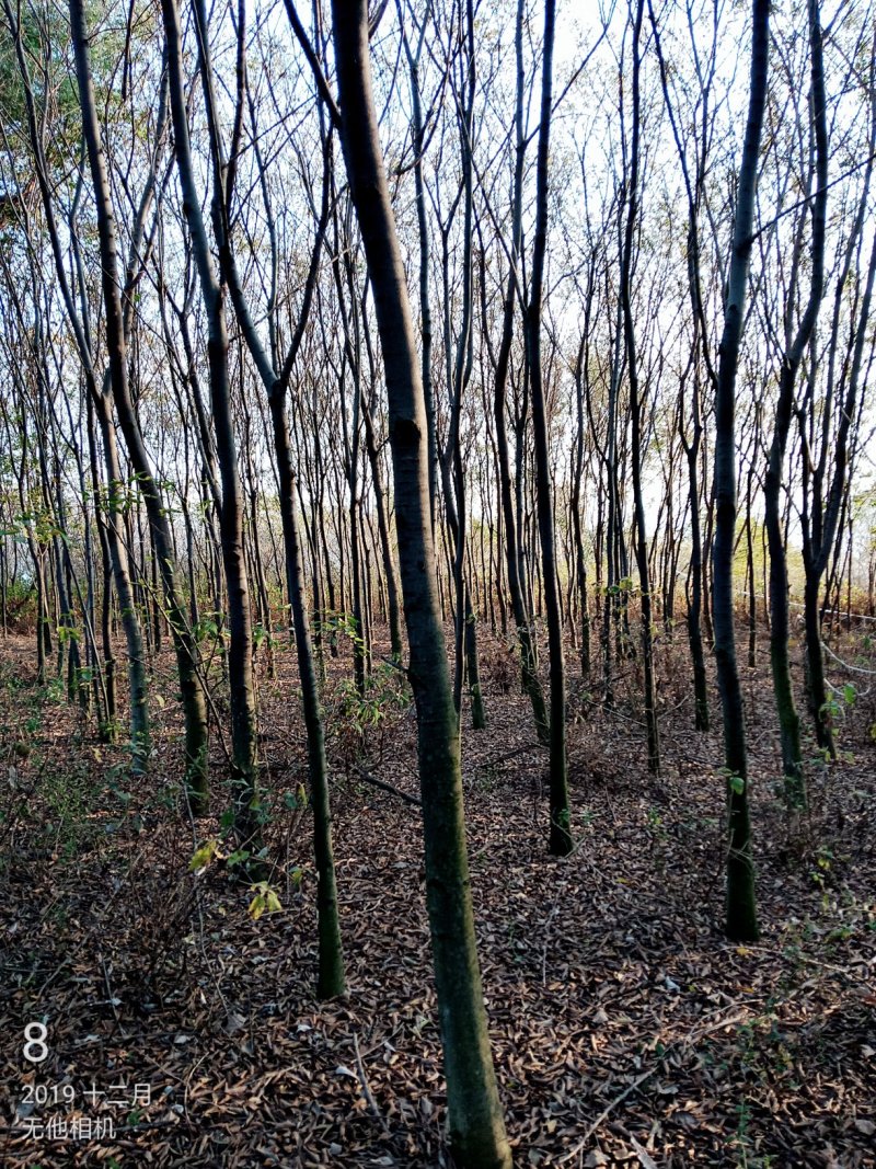独杆丛生滇朴大小规格几百亩因征地全部低价处理