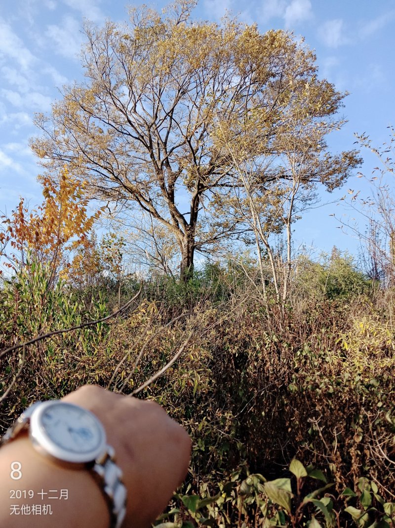 独杆丛生滇朴大小规格几百亩因征地全部低价处理