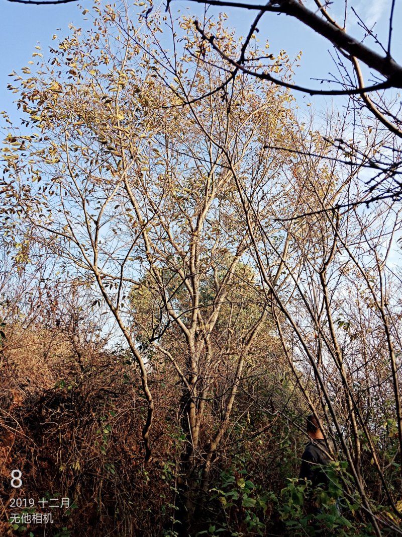 独杆丛生滇朴大小规格几百亩因征地全部低价处理