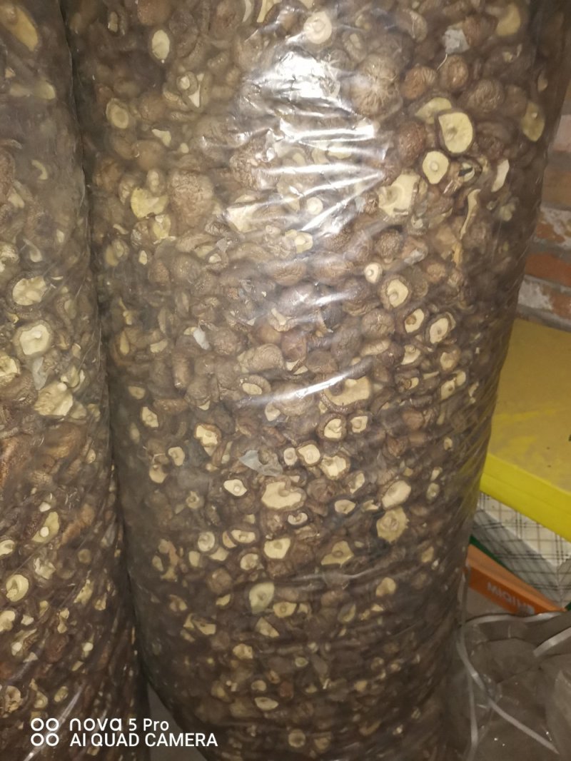 出售808香菇大菇50框中菇90框