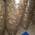 出售808香菇大菇50框中菇90框