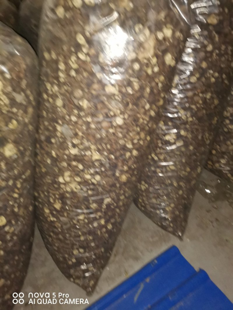 出售808香菇大菇50框中菇90框