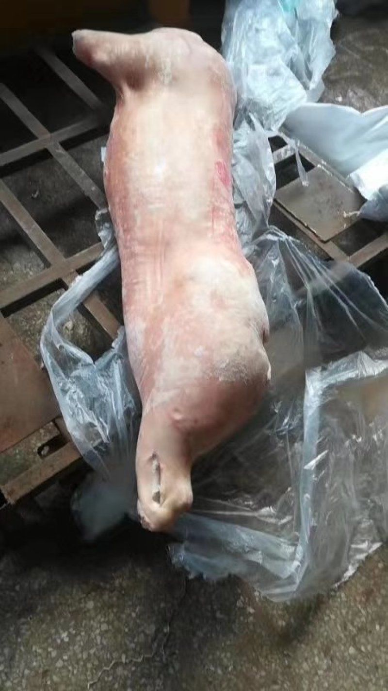 双汇冻白条，肥猪冻白条，质量好