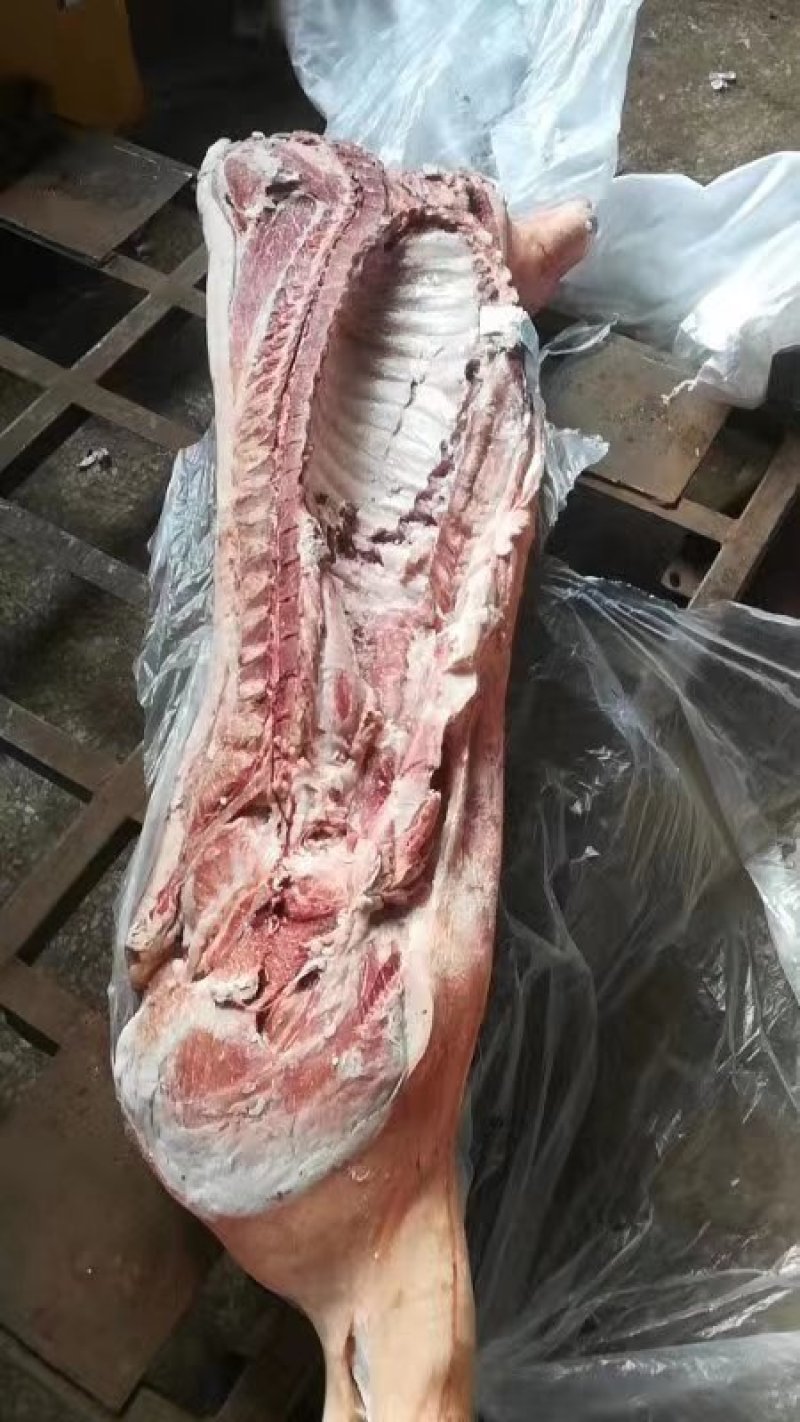 双汇冻白条，肥猪冻白条，质量好