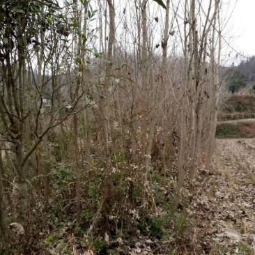 绿化苗木