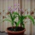 野生中药材苗花卉绿植盆栽植物白芨苗紫花三叉大花白芨种