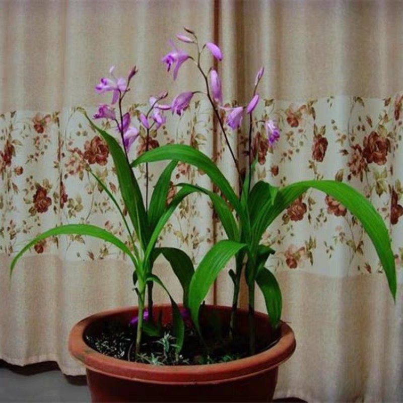 野生中药材苗花卉绿植盆栽植物白芨苗紫花三叉大花白芨种