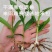 野生中药材苗花卉绿植盆栽植物白芨苗紫花三叉大花白芨种