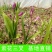 野生中药材苗花卉绿植盆栽植物白芨苗紫花三叉大花白芨种