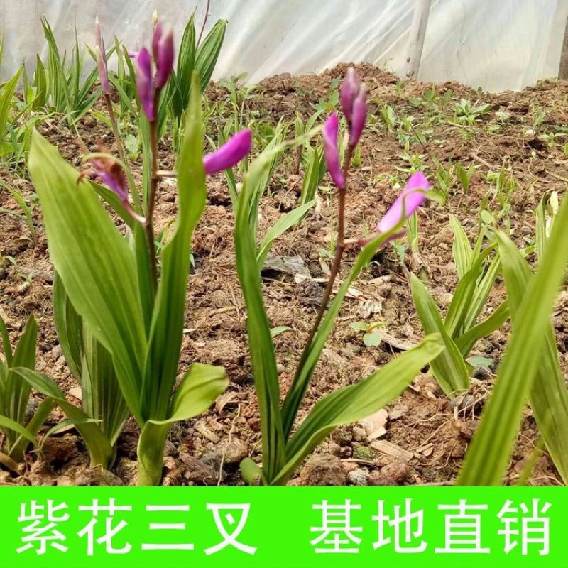 野生中药材苗花卉绿植盆栽植物白芨苗紫花三叉大花白芨种