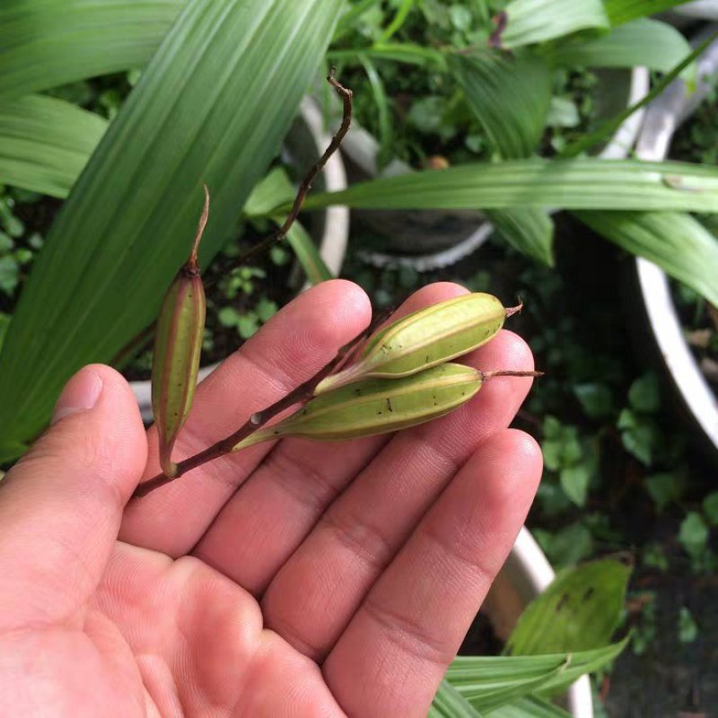 野生中药材苗花卉绿植盆栽植物白芨苗紫花三叉大花白芨种