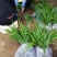 野生中药材苗花卉绿植盆栽植物白芨苗紫花三叉大花白芨种