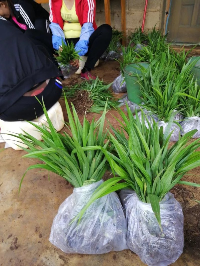野生中药材苗花卉绿植盆栽植物白芨苗紫花三叉大花白芨种