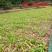 野生中药材苗花卉绿植盆栽植物白芨苗紫花三叉大花白芨种