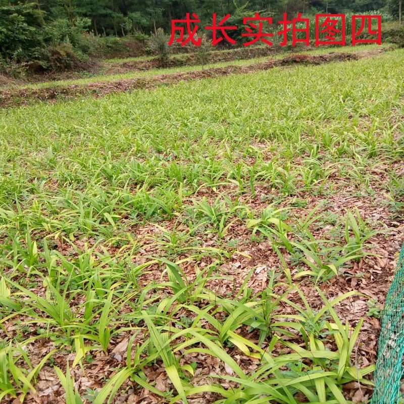 野生中药材苗花卉绿植盆栽植物白芨苗紫花三叉大花白芨种