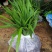 野生中药材苗花卉绿植盆栽植物白芨苗紫花三叉大花白芨种