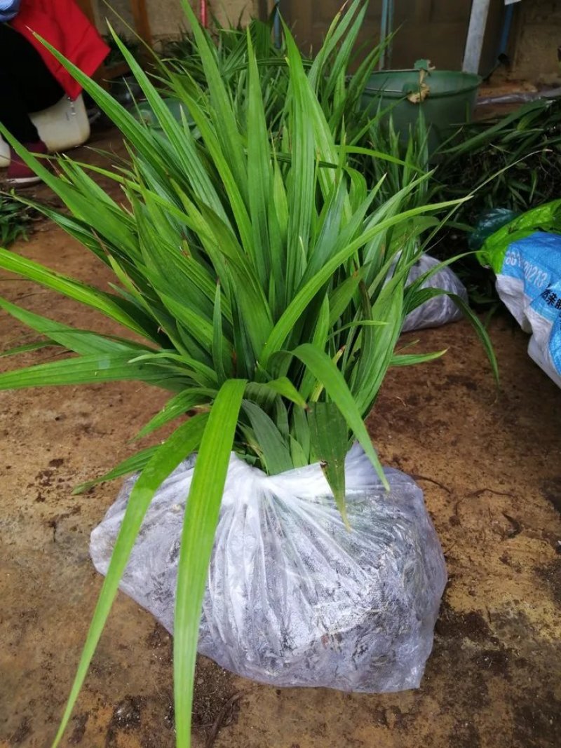 野生中药材苗花卉绿植盆栽植物白芨苗紫花三叉大花白芨种