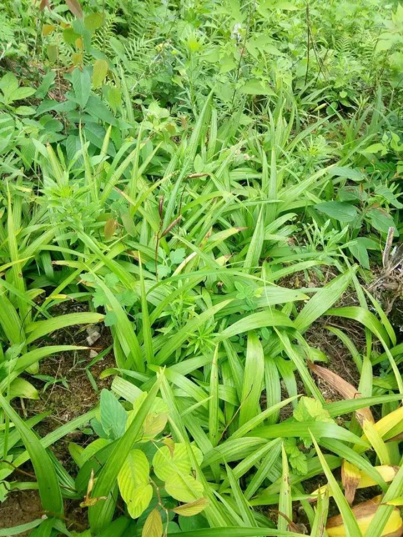野生中药材苗花卉绿植盆栽植物白芨苗紫花三叉大花白芨种