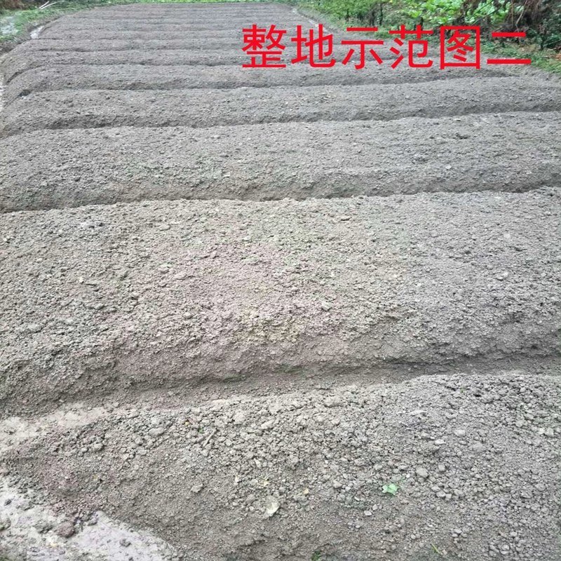 野生中药材苗花卉绿植盆栽植物白芨苗紫花三叉大花白芨种