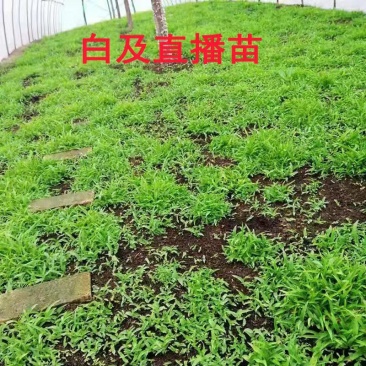 野生中药材苗花卉绿植盆栽植物白芨苗紫花三叉大花白芨种