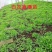野生中药材苗花卉绿植盆栽植物白芨苗紫花三叉大花白芨种