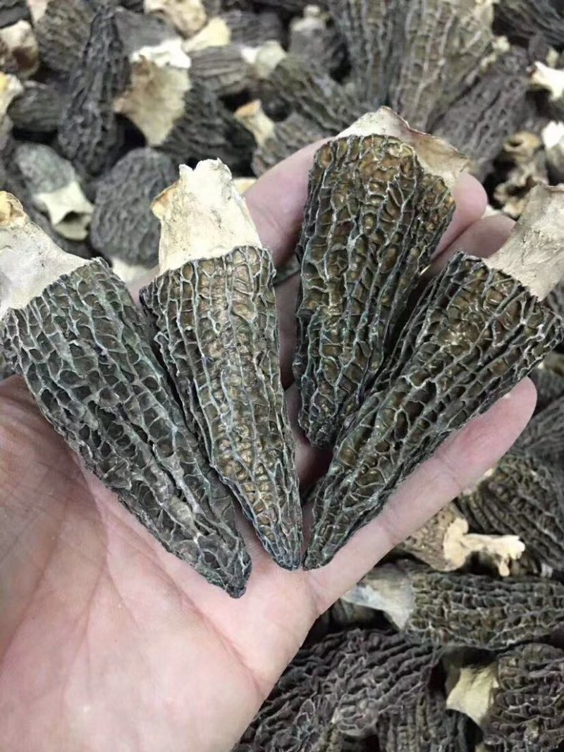 【一件代发】中大厚肉羊肚菌羊肚菌货源短缺，入秋货源