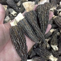 【一件代发】中大厚肉羊肚菌羊肚菌货源短缺，入秋货源