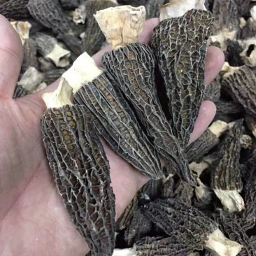【一件代发】中大厚肉羊肚菌羊肚菌货源短缺，入秋货源