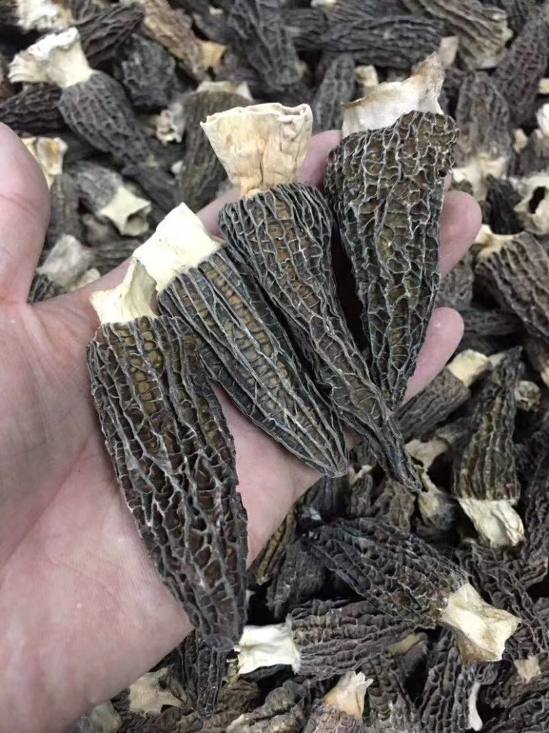 【一件代发】中大厚肉羊肚菌羊肚菌货源短缺，入秋货源