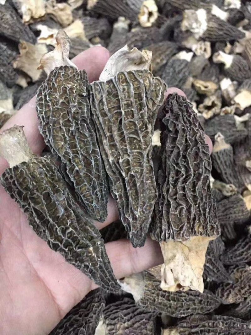 【一件代发】中大厚肉羊肚菌羊肚菌货源短缺，入秋货源