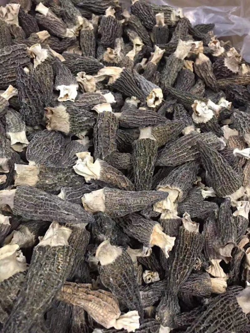 【一件代发】中大厚肉羊肚菌羊肚菌货源短缺，入秋货源