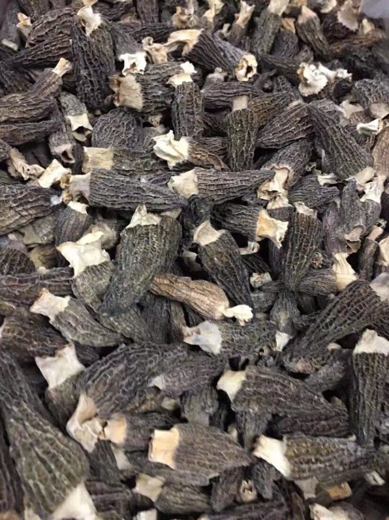 【一件代发】中大厚肉羊肚菌羊肚菌货源短缺，入秋货源