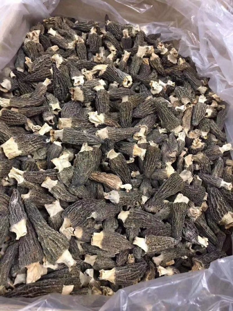 【一件代发】中大厚肉羊肚菌羊肚菌货源短缺，入秋货源