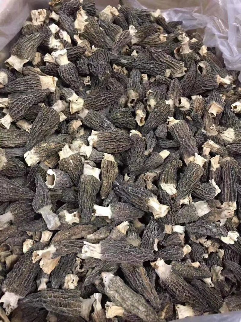 【一件代发】中大厚肉羊肚菌羊肚菌货源短缺，入秋货源