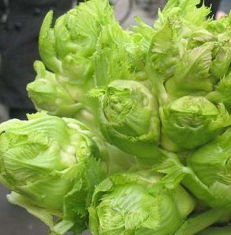 儿菜