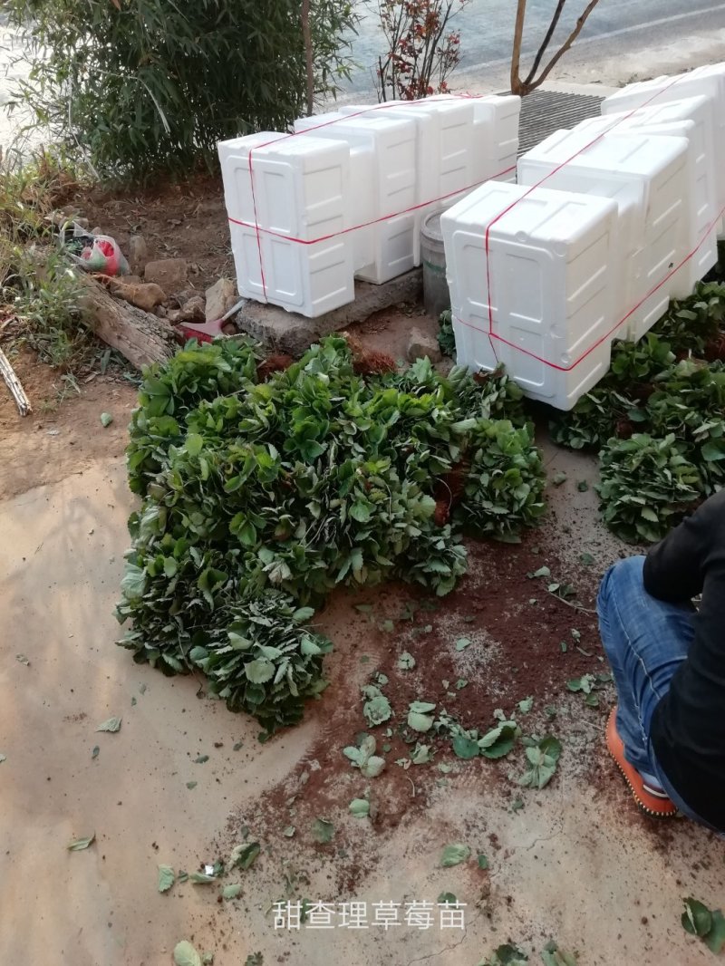 百亩种植基地，供应优质品种草莓苗，无水淹，无病害