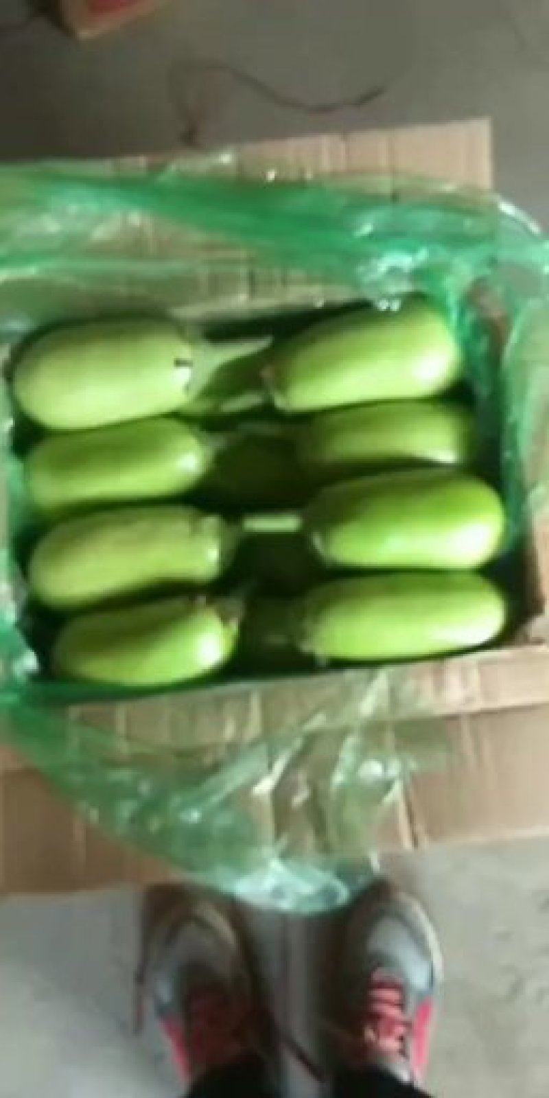 辽宁海城灯泡绿茄子产地直发！大量供应！保质保量！