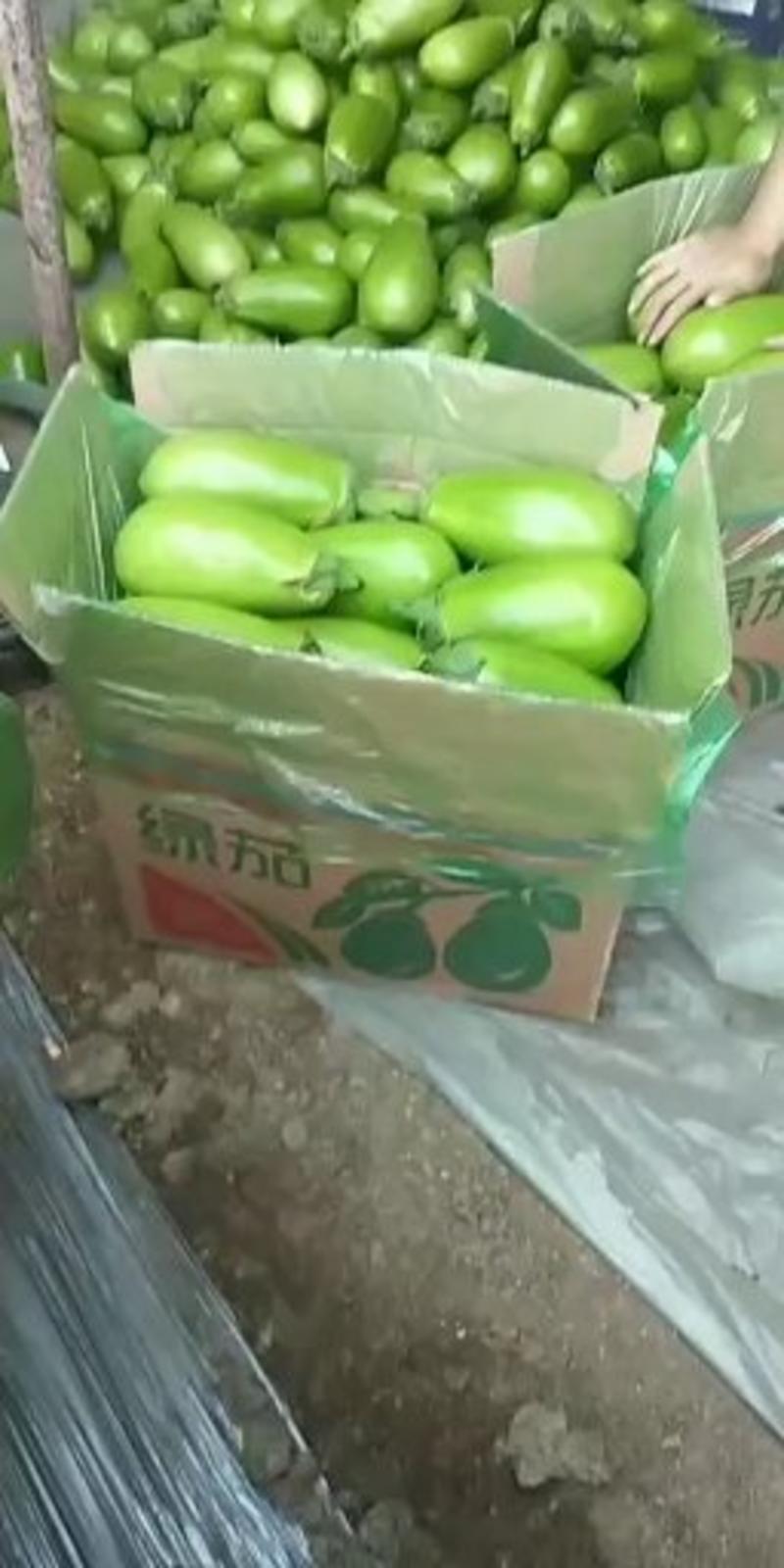 辽宁海城灯泡绿茄子产地直发！大量供应！保质保量！